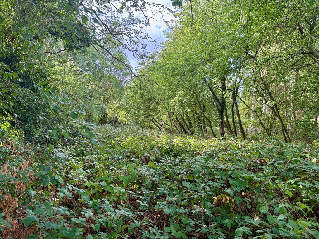 Lot: 2 - FREEHOLD LAND MEASURING APPROX 4.85 ACRES - Former driveway